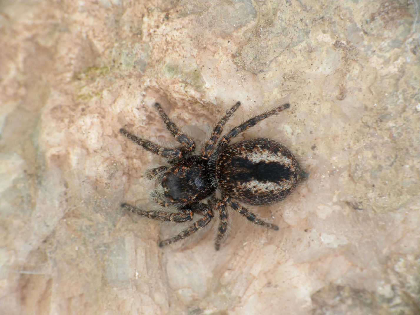 Carrellata di Phylaeus chrysops